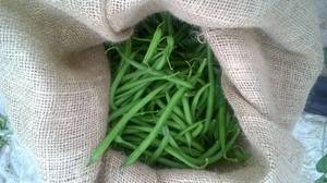 เมล็ดถั่วฝรั่งมูนสตาร์ โกมาล อายุการเก็บรักษา 2 ปี - Product Image 3