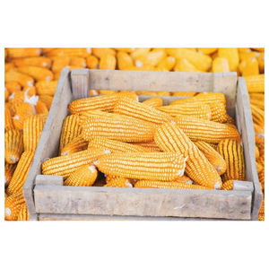 Maïs jaune séché / Maïs à haute teneur en protéines pour la vente en gros - Product Image 2