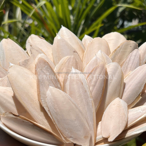 กระดูกปลาหมึกแห้งพรีเมียม เวียดนาม |   หลายขนาด 5-15 ซม. ขึ้นไป สำหรับนก เต่า หอยทาก และสัตว์เลี้ยง - Product Image 2