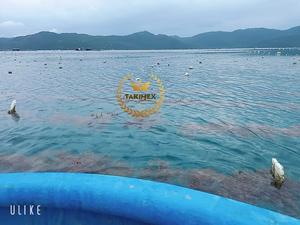 สาหร่ายทะเลสาหร่ายทะเลแห้ง10ปอนด์100% ธรรมชาติธรรมชาติที่มีคุณค่าทางโภชนาการสูงการเก็บเกี่ยวของชาวเวียดนาม - Product Image 4