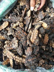 Fruits de Noni séchés soigneusement sélectionnés pour la vente en gros et les canaux de distribution internationaux - Product Image 5