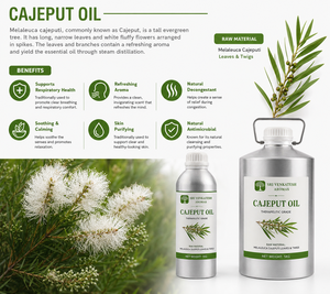 Suministro a Granel de Aceite de Cajeput para Difusores, Fabricación de Jabón, Mezclas de Fragancias y Aplicaciones de Formulación de Productos de Cuidado Personal - Product Image 3