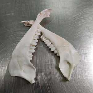 Os de chèvre poli à la main de haute qualité, blanc, naturel, décoration en os d'animal au meilleur prix - Product Image 4