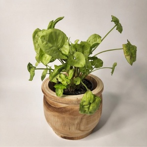Maceta de Madera Artesanal Rústica y Natural para Decoración de Interiores, Diseño Tallado a Mano en Madera Sólida Sostenible para Suculentas - Product Image 1