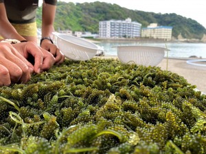 องุ่นทะเลธรรมชาติ – อุดมไปด้วยแร่ธาตุ แหล่งที่มาที่ดีต่อสุขภาพและเป็นออร์แกนิก // คุณทอม - Product Image 4