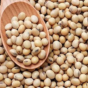 Selected Quality Bulk Soybean Seeds High Protein Non GMO Oil Extraction Food Processing Animal Feed Farming 24 Months Shelf Life