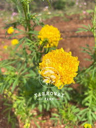 Semillas de Caléndula Premium |   Semillas de Flores Híbridas de Alta Germinación |   Semillas de Caléndula de Alto Rendimiento Sin OMG para Cultivo Comercial - Product Image 2