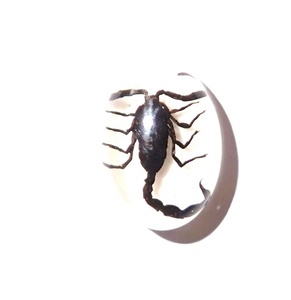 Cabujón Ovalado de Plástico con Espécimen Real de Escorpión Negro de 12x18 mm sobre Base Plana Blanca para Manualidades y Joyería - Product Image 2