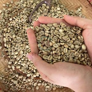 Nouvelle récolte de grains de café vert Arabica du Vietnam, qualité 1, fraîcheur d'usine, maturité élevée 18, approvisionnement direct d'usine du Vietnam - Product Image 5