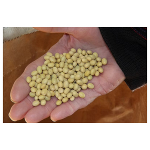 Graines de soja certifiées non-OGM, graines agricoles à haute germination, fournisseur en gros, exportateur, fabricant - Product Image 1