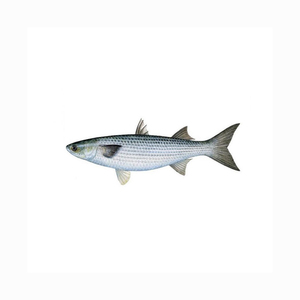 Pescado mullet gris congelado a precio económico, suministro al por mayor, mariscos congelados de primera calidad - Product Image 2