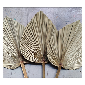 ส่งออกใบปาล์มธรรมชาติจำนวนมากจากเวียดนาม สำหรับตกแต่ง งานฝีมือดอกไม้ และตกแต่งภายในบ้าน วัสดุที่เป็นมิตรกับสิ่งแวดล้อมและยั่งยืน - Product Image 6