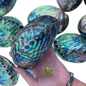 Natural Polished <b>Abalone</b> <b>Shell</b> for Decoration Craft Jewelry Making High Quality Shiny Seashell Home Decor Wholesale Supplier - Product Image 3