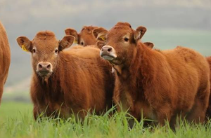 Ganado Limousin Premium para Suministro al por Mayor y Cría Comercial de Ganado - Product Image 1
