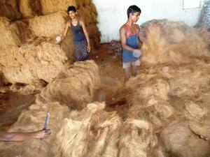 Fibres de coco organiques pures de qualité supérieure - Durables | Résistant aux flammes à des fins commerciales et industrielles - GEEWIN EXIM - Product Image 5