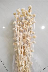 Flores Secas Naturales Grandes de Mars de Tailandia para Arreglos Florales y Decoración - Product Image 2