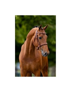 Bridon d'équitation en cuir et nylon de haute qualité, fabrication pakistanaise, vente en gros OEM pour chevaux - Product Image 3