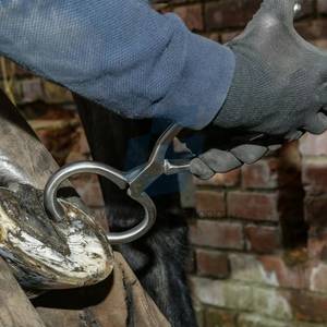 Testeur de sabots professionnel pour l'entretien des chevaux, du bétail et du stockage animale - Product Image 4