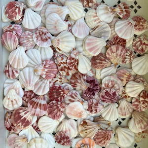 Conchas de vieira naturales blancas con tonos rosas y marrones para decoración del hogar, uso artesanal, material de concha cruda. - Product Image 6
