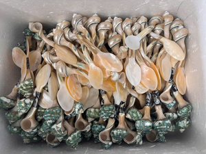 Juego de Cuchara y Tenedor de Conchas Marinas Hechas a Mano, Vajilla de Conchas Naturales, Decoración Artesanal Ecológica - Product Image 4