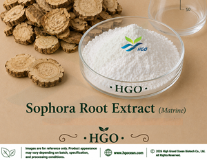 โรงงาน HGO จัดจำหน่ายสารสกัดจากรากโซโฟราบริสุทธิ์จากธรรมชาติ เกรดอาหาร มาตรฐานมาทรีน 90% - Product Image 2