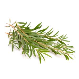 100% Huile essentielle d'arbre à thé naturel pur pour les soins de la peau et des cheveux en gros du fournisseur du fabricant - Product Image 4