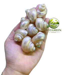 Conchas Marinas Naturales Decorativas Pulimentadas para Decoración del Hogar, Manualidades y Suministros para Fiestas Temáticas de Playa - Product Image 4