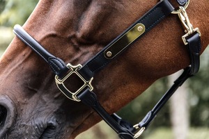 Premium Quality Horse Equipment Italian Leather Fancy Horse Halter With Customize <b>Name</b> <b>Plate</b> Fancy Stitching Indian Supplier - Product Image 4