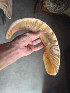 Shofar de Cuerno de Carnero Ecológico Completamente Pulido de Israel, Hecho a Mano, de Alta Calidad, Kosher, Judío, con Diseño Tradicional - Product Image 2