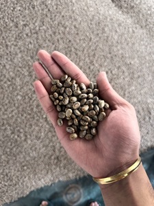 Semillas de Ricino Premium |   Semillas de Ricino (Ricinus Communis) |   Alto contenido de aceite 48-52% |   Exportación a granel a India - Product Image 1