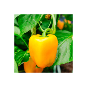 Pimiento Amarillo Fresco de Primera Calidad con Textura Crujiente y Sabor Naturalmente Dulce - Product Image 1