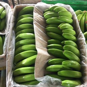 กล้วยคาเวนดิชขายดีที่สุด ผลไม้สดสีเขียวเหลือง สำหรับทำของหวาน - Product Image 2
