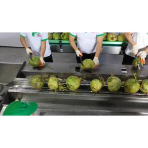 Eau de coco 490ml 16.57 floz boisson 24 canettes par carton peuvent OEM ODM marque privée pur naturel HACCP ISO Halal certifié - Product Image 6