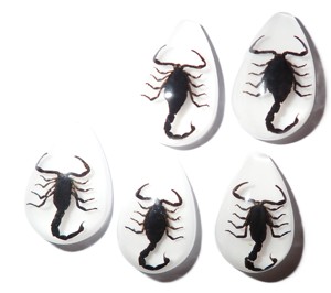 Cabochon Black Scorpion Pear Shape Cut <b>Top</b> 33x22 mm White Flat Bottom for Crafts and Jewelry Making - Product Image 5
