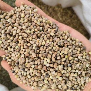 Semillas de Cáñamo Agrícolas de Grado Alimenticio, Origen Sudáfrica, en Contenedores, con Certificación GLO, Larga Vida Útil, para Uso Público, Plantas, Aceite - Product Image 3