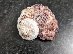 Coquillages artisanaux / Ambiance de brise marine / Idées cadeaux / Éléments biologiques - Product Image 6