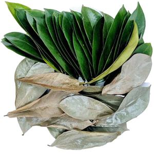 Hojas de Guanábana expertamente secas de Vietnam y seleccionadas para altos estándares y frescura - Product Image 1