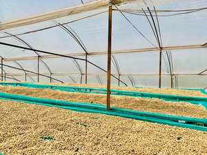 GRANOS DE CAFÉ VERDE AL POR MAYOR, Granos de Café Verde Robusta y Arábica Vietnamita S14 S16 S18, Grado Limpio 1, Mejor Precio, Bolsa de 60 KG - Product Image 4