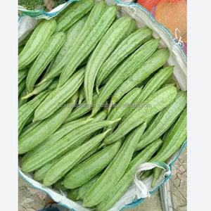 Calabaza Fresca Orgánica de Granja, Suministro Directo, Calidad de Exportación, Luffa Verde de Bangladesh, Six Season Agro Traders - Product Image 1