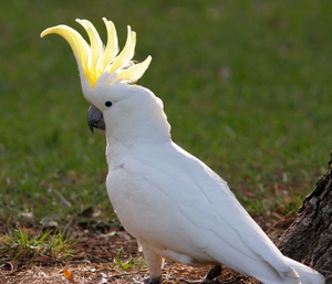 Cacatua de Cresta Azul, Aves Ornamentales Vivas, NMF (PVT) LTD Sudáfrica, para Cría Avícola, Suministro al por Mayor - Product Image 3