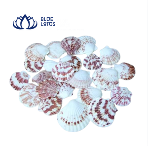 เปลือกหอยเชลล์ธรรมชาติสีน้ำเงินลายขาวแดง สำหรับงาน DIY ตกแต่งบ้าน - Product Image 1