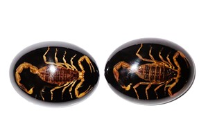 Scorpion doré, spécimen réel, cabochon en plastique ovale 30x40 mm, fond plat noir, moderne, multi-occasions pour l'artisanat et la fabrication de bijoux - Product Image 3