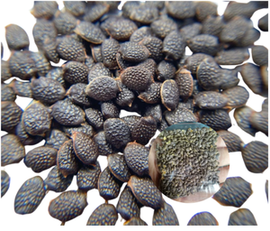 Graines de fruit de la passion en vrac, prix compétitif, fabriquées au Vietnam - Product Image 6