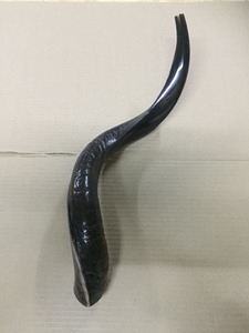 Cuerno de Shofar de Carnero Hecho a Mano, Instrumento Musical Religioso Judío Económico para Adoración, Oración y Ceremonia - Product Image 3