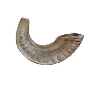 Shofar Trompeta Grande de Cuerno de Carnero de la India, Natural, 19-22 Pulgadas, Sonido Profundo - Product Image 2
