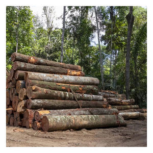 Bois de chêne de haute qualité, rondins de bois dur pour le traitement du bois industriel et l'expédition en vrac à l'exportation - Product Image 2