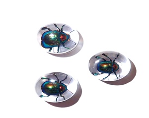 Cabochon ovale en plastique avec spécimen réel de Coléoptère à feuilles brillantes, 12x18 mm, fond plat transparent, pour artisanat et fabrication de bijoux - Product Image 1