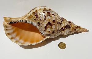 Vente directe d'usine, grande coquille de trompette naturelle polie, coquille de conque en stock à bon prix - Product Image 5