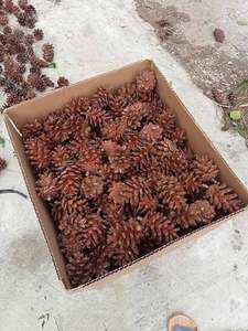 Vietnam Natural Pine Cones <b>Dried</b> for Christmas Wreaths Door Decor <b>Mini</b> Trees Product Photography Rustic Styling and Crafts - Product Image 1
