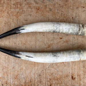 Décoration murale en corne de bison polie, design Art Déco, grande taille de 35 à 40 pouces, pour mariage, anniversaire - Product Image 1